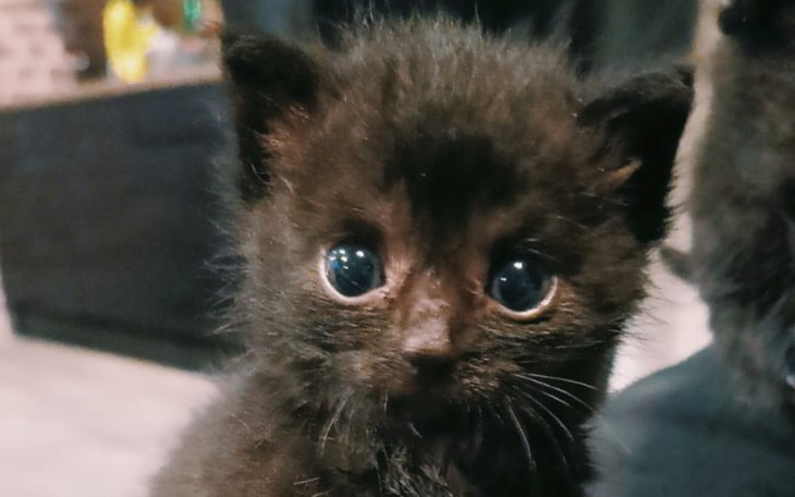 Zbiórka Sierpień utrzymanie kitkow - zdjęcie główne