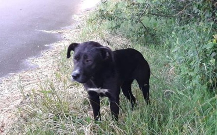 Zbiórka Wyrzucona w lesie, pokleszczówka - zdjęcie główne