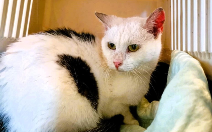 Kot z białym futrem i czarnymi plamami, siedzący w transporterze.