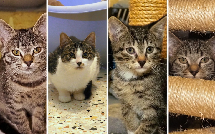 Zbiórka Brygada burasków wzywa pomocy - zdjęcie główne