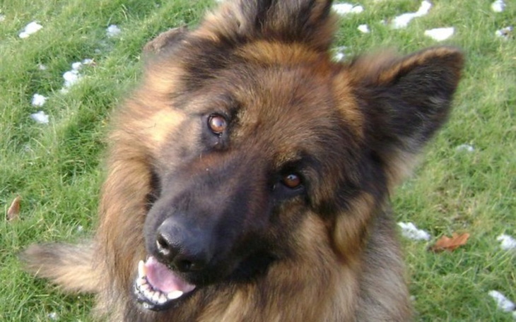 Pies rasy owczarek niemiecki z uśmiechem na trawie.