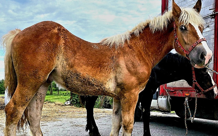 Zbiórka Czwórka dzieci z jednym wyrokiem - zdjęcie główne