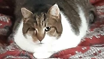 Zbiórka Ogrzewanie Kociarni - sroga zima - miniaturka zdjęcia