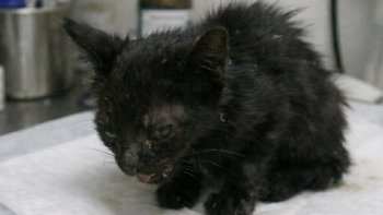 Zbiórka Jeszcze jedna szansa ... - miniaturka zdjęcia