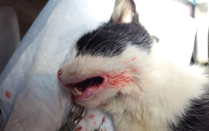 Kot z raną na pyszczku, potrzebujący pomocy weterynaryjnej.