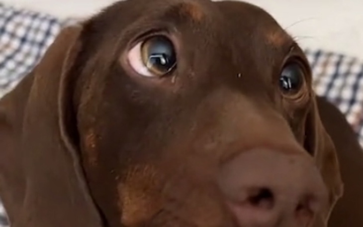 Zbiórka Na jamnika - zdjęcie główne