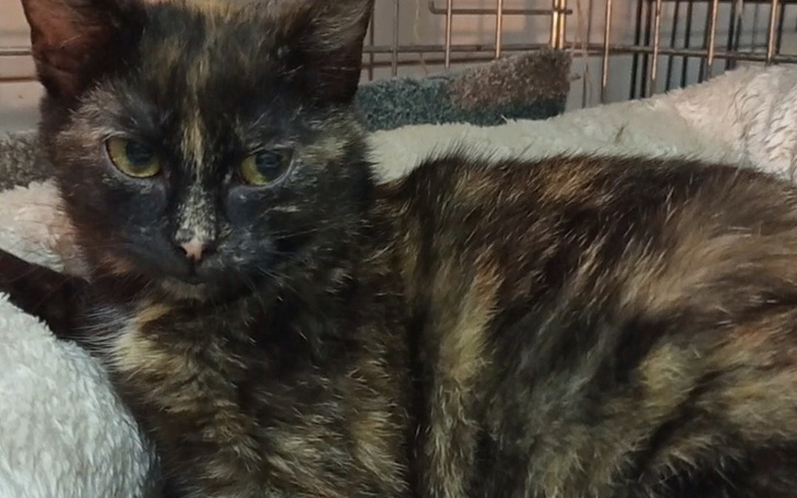 Czarny kot leżący w klatce, z wyrazem twarzy.