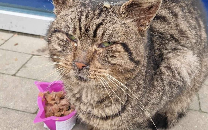 Zbiórka Kot z wyrokiem- felv i fiv plus - zdjęcie główne