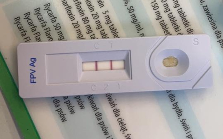 Zbiórka Ratujmy Aramisa przed śmiercią.. - zdjęcie główne