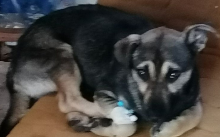 Zbiórka Wsparcie na pilną operację - zdjęcie główne