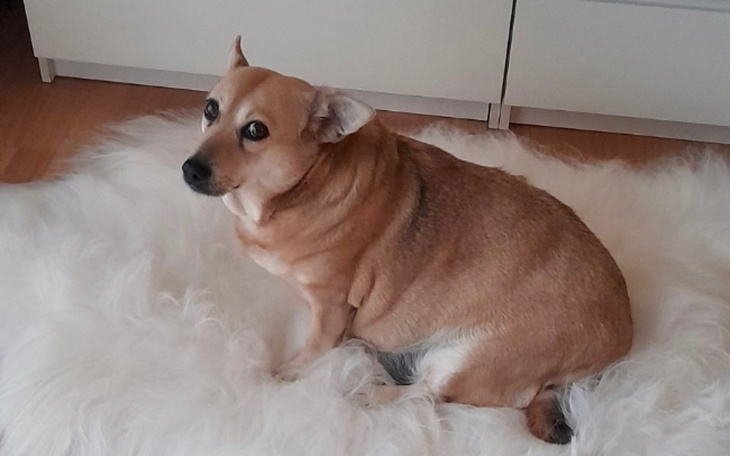 Zbiórka Operacja dla ukochanego psa - zdjęcie główne