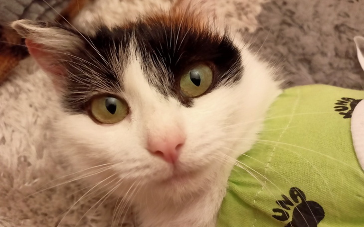 Zbiórka Dalsze leczenie Sisi - zdjęcie główne