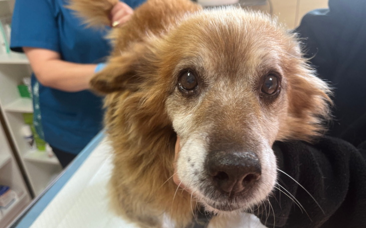 Starszy pies w klinice weterynaryjnej, z bliska.