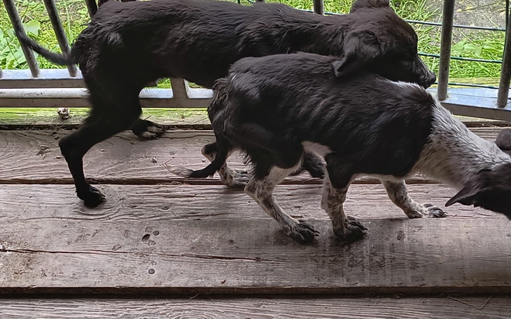 Dwa czarne psy spacerujące po drewnianym tarasie.