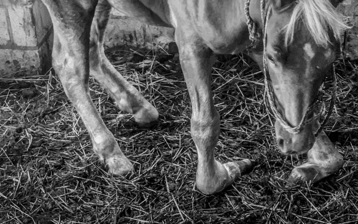 Koń stojący w stajni na słomie.