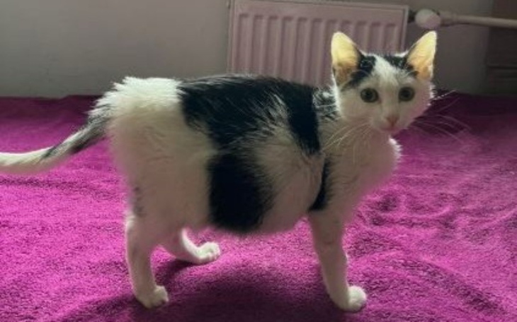 Kot z białym i czarnym futrem, stoi na różowym dywanie.