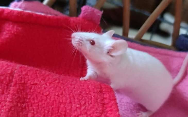 Zbiórka Maleńka Karo chce żyć - zdjęcie główne