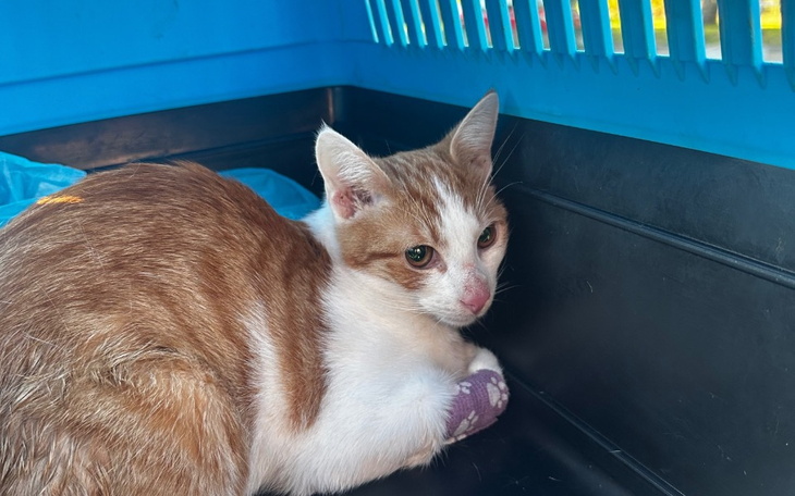 Zbiórka Zdążyć przed eutanazja - zdjęcie główne