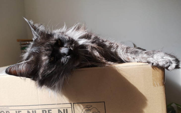 Zbiórka Zbiórka na chorego maine coona - zdjęcie główne