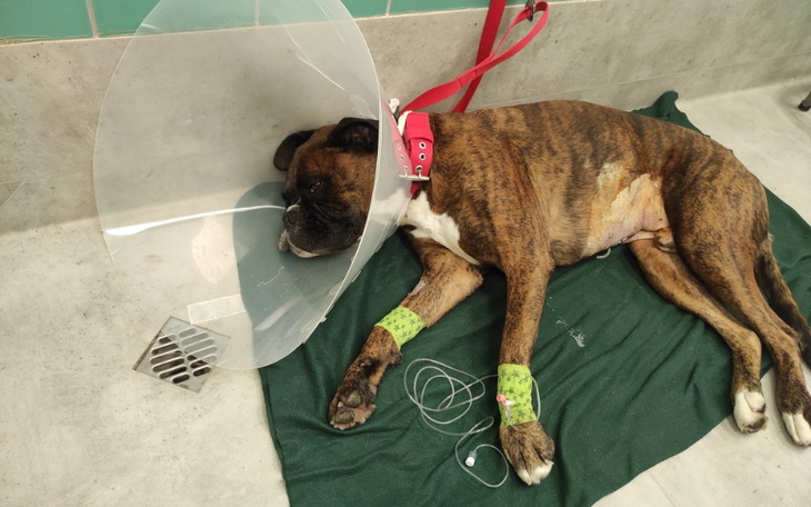 Zbiórka Demonek chce żyć - zdjęcie główne