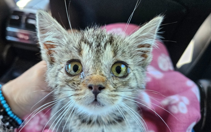 Zbiórka Na paliwo BK - zdjęcie główne