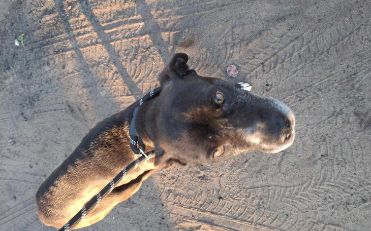 Pies na smyczy, patrzy w górę, na tle piasku.