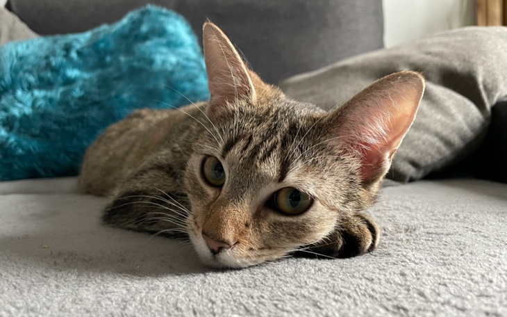 Zbiórka Rezonans dla Ptaszka - zdjęcie główne