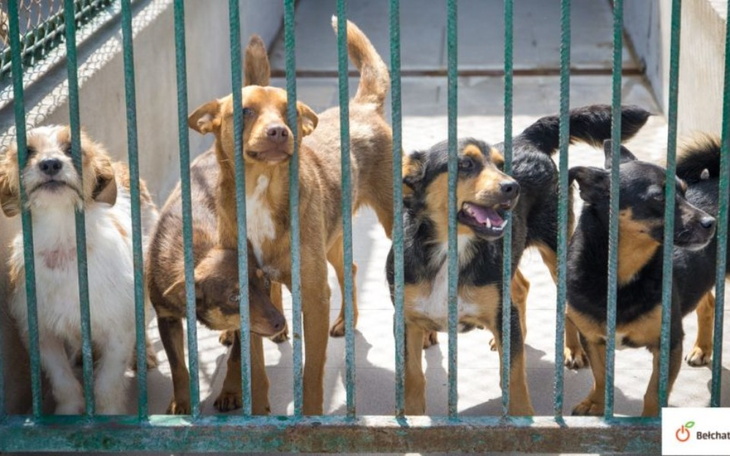 Zbiórka karmy dla schroniska - zdjęcie główne