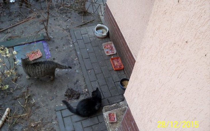 Zbiórka Bezdomne kotki. - zdjęcie główne