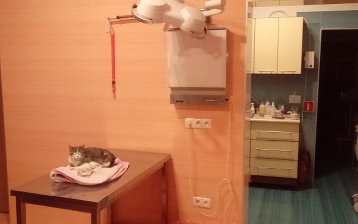 Zbiórka Zbiórka na operację kotka - zdjęcie główne