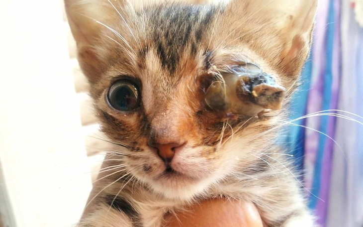 Zbiórka Donation-stray animals-Algeria - zdjęcie główne