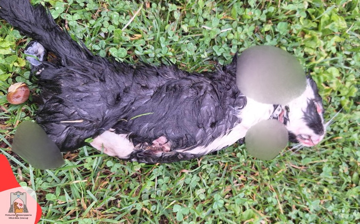 Zmarły pies leżący na trawie, z widocznymi ranami.