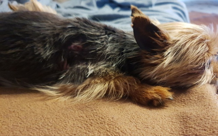 Zbiórka Na operację łapki dla Dragona - zdjęcie główne