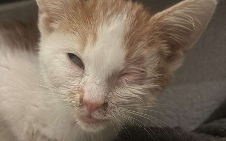 Zbiórka Uratujmy razem Mię - zdjęcie główne