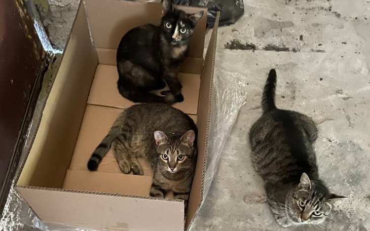 Zbiórka Kocie łapki - zdjęcie główne