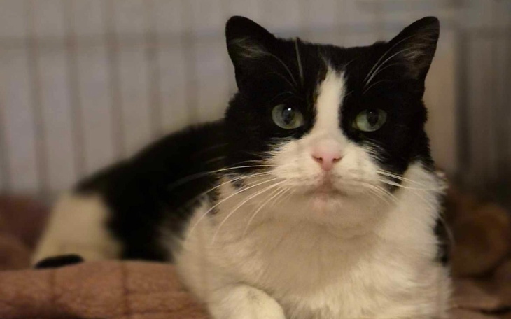 Czarnobiały kot odpoczywający na łóżku.