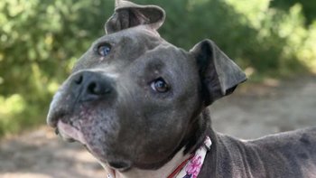 Zbiórka Porzucona ja rzecz... - miniaturka zdjęcia