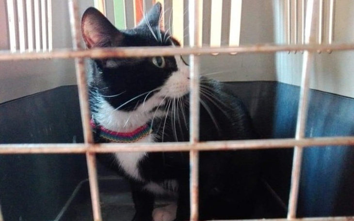 Zbiórka Dla chorego kota Anakina - zdjęcie główne