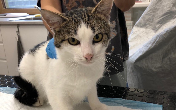 Kot siedzący na stole w weterynarii, z wyczekującym spojrzeniem.