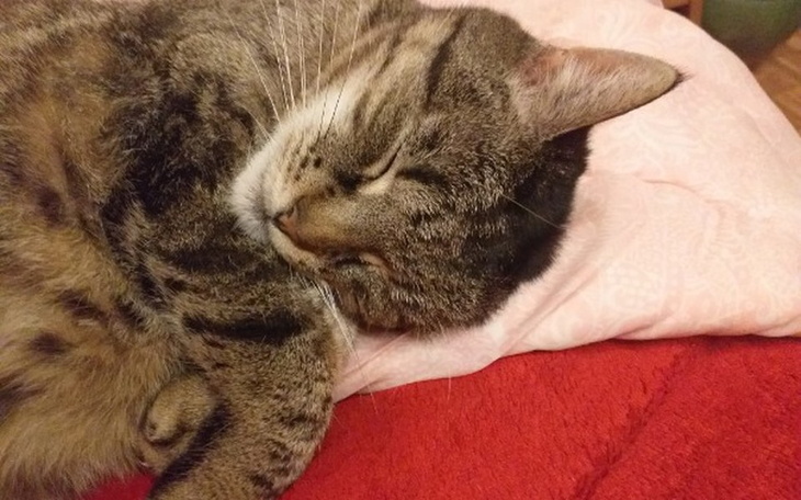 Zbiórka Pomóżmy Meli stanąć na łapki! - zdjęcie główne