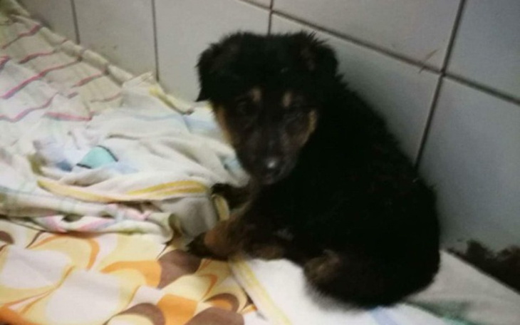 Zbiórka HELP Koślawy maluch i rodzeńtwo - zdjęcie główne