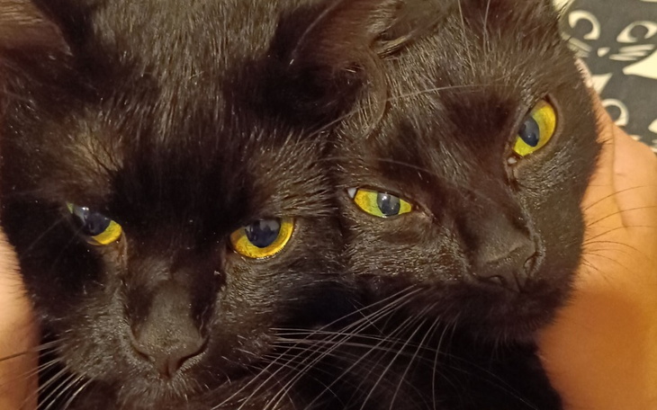 Zbiórka Kastracja i badania dla kotów - zdjęcie główne