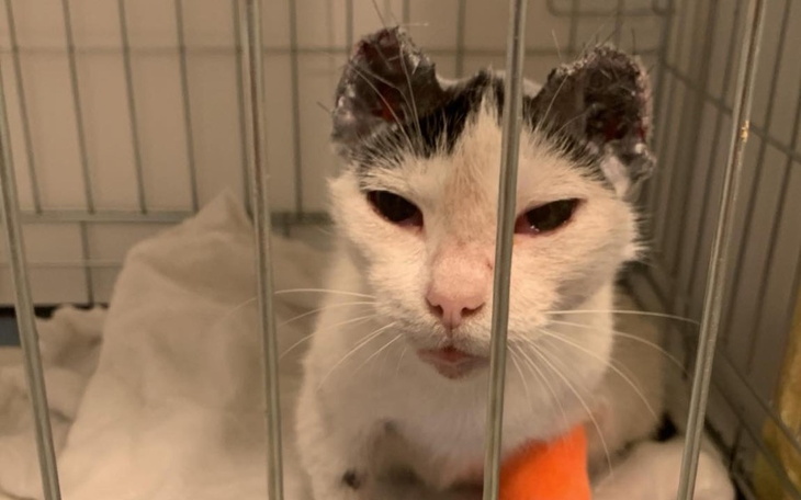 Zbiórka Leczenie chorej, starszej kotki - zdjęcie główne