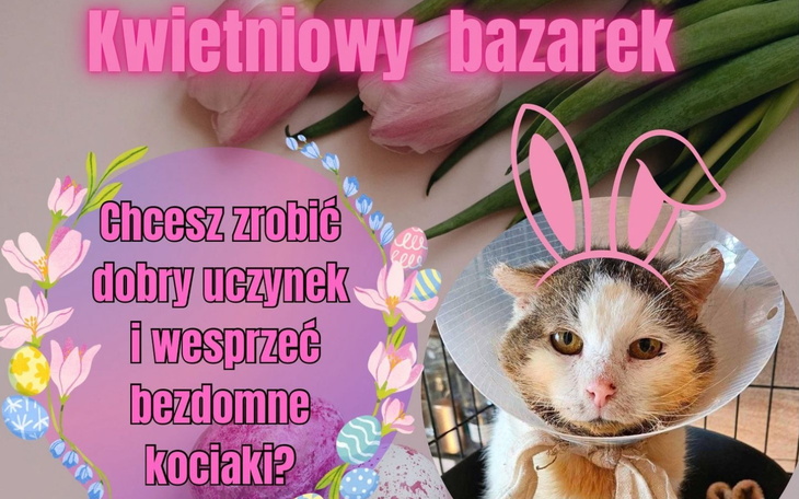 Plakat z kotem w czapce, zapraszający do wsparcia bezdomnych zwierząt.