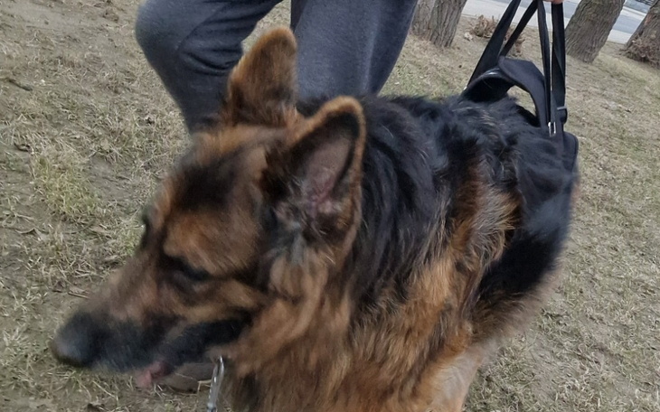 Pies odpoczywający na trawie, w tle widać osobę.