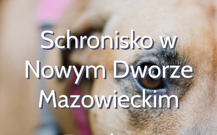 Zbiórka Schronisko NDM koło Warszawy - zdjęcie główne