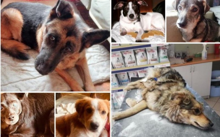 Zbiórka Nie mamy jak ratować zwierząt - zdjęcie główne