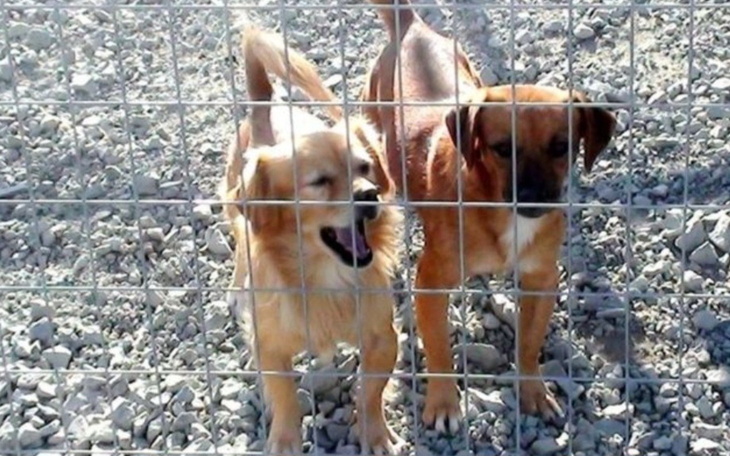 Dwa psy w schronisku, czekające na nowy dom.