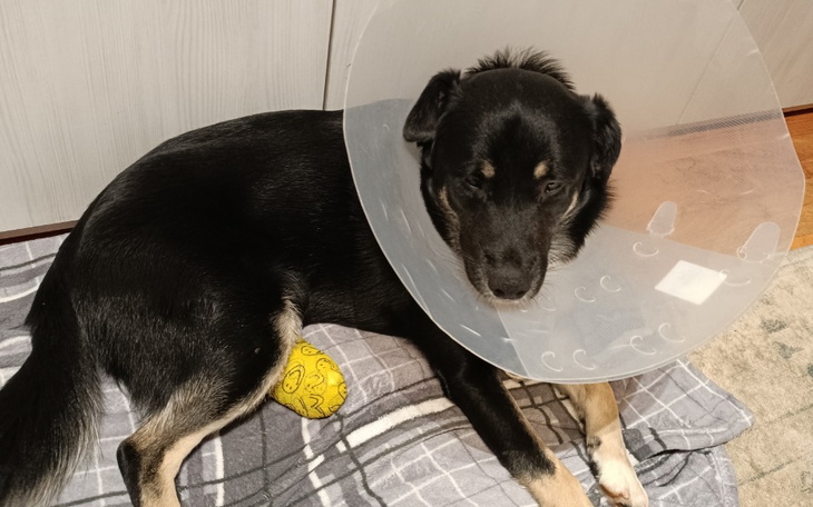 Zbiórka Na operację dla Itto - zdjęcie główne