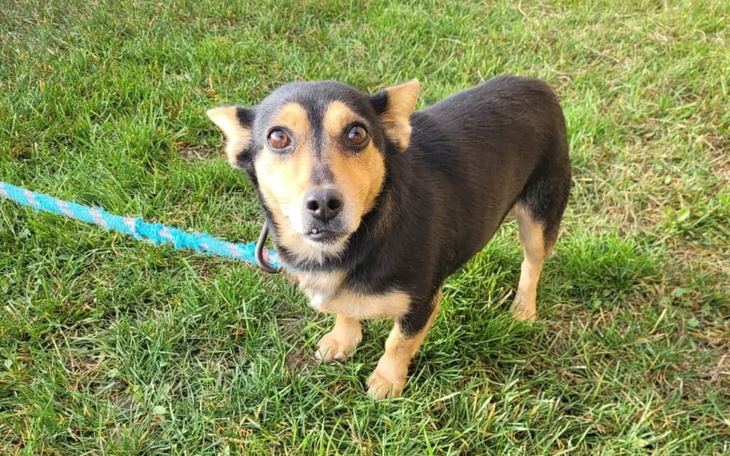 Zbiórka .Karma dla psiaków ze schroniska - zdjęcie główne